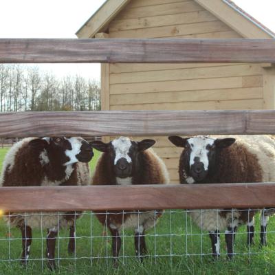 Omheiningen en poorten voor schapen