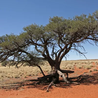 Wat is het verschil tussen de houtsoorten Acacia en Robinia?