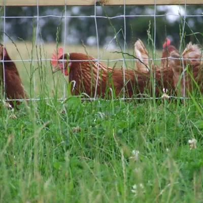 Hoe je dieren beschermen tegen bedreigingen van buitenaf?