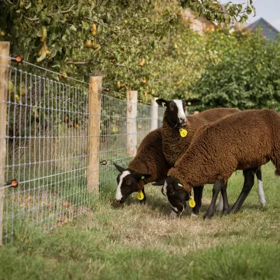 Waarom kiezen voor een professionele plaatsing van je weideomheining met draadgaas?