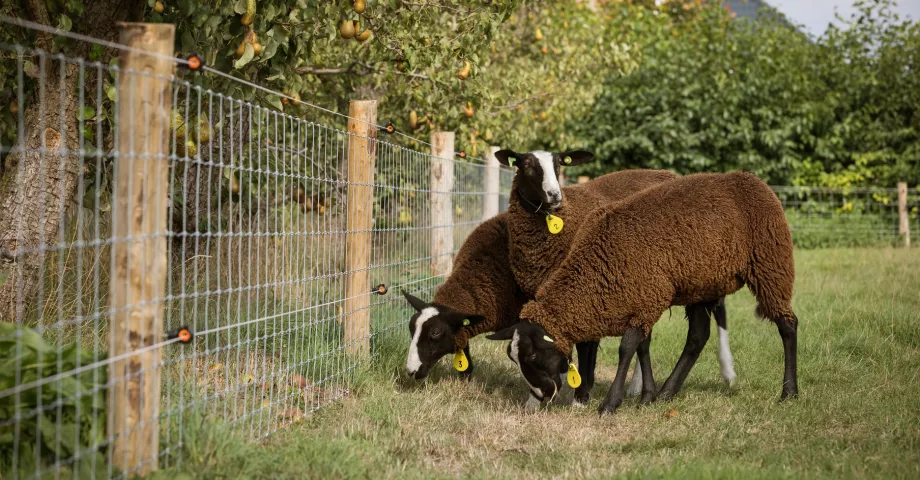 Waarom kiezen voor een professionele plaatsing van je weideomheining met draadgaas?